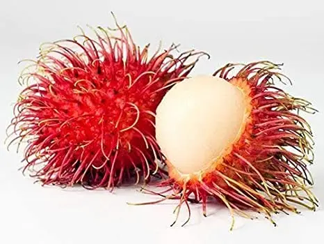 Rambutan Fresh Style GlobalGAP Grade Tropical Fruits Vietnam 100% High Quality Ready To Export