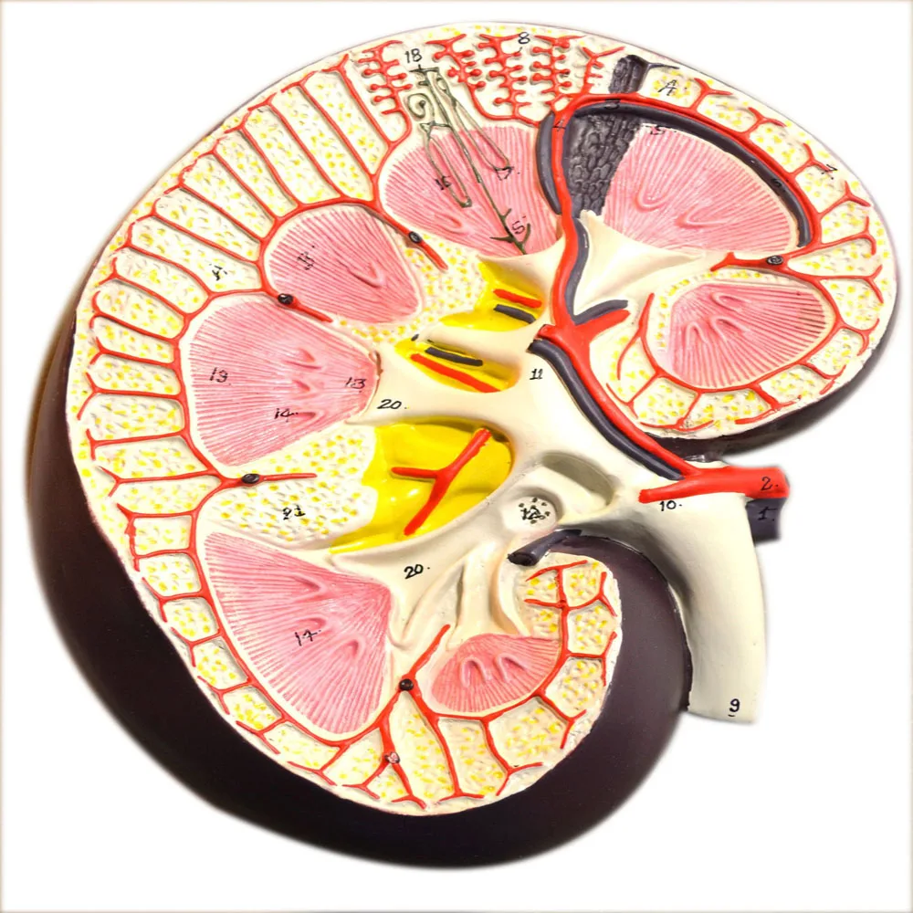 Модель человеческого участка почек-в 3 раза полноразмерная, один из пар органов в области живота, внешний cortex, средний волнообразный почечный.