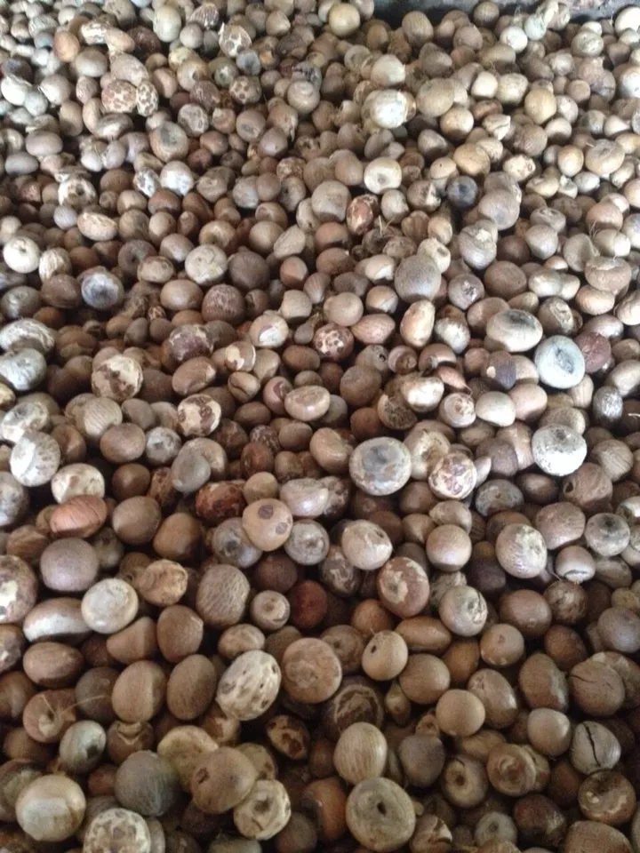 DRIED BETEL NUT WITH HIGH QUALITY , BEST PRICE EVER FROM VIET NAM