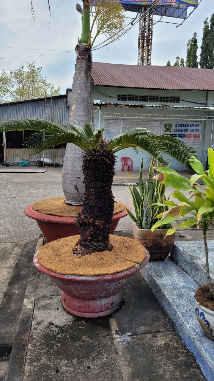 Best Quality for Growing Plants Eco - Friendly COCO MULCH MAT in Sheets or Rolls Made From 100% Natural Coconut Fibers