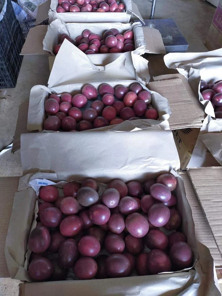 Dried Passion Fruit Natural Flavor Dried Fruits Natural zip packing OEM Dry fruit factory in Vietnam Akina