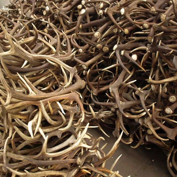 New Stock price Top Grade Red Deer Antlers for wholesale sale