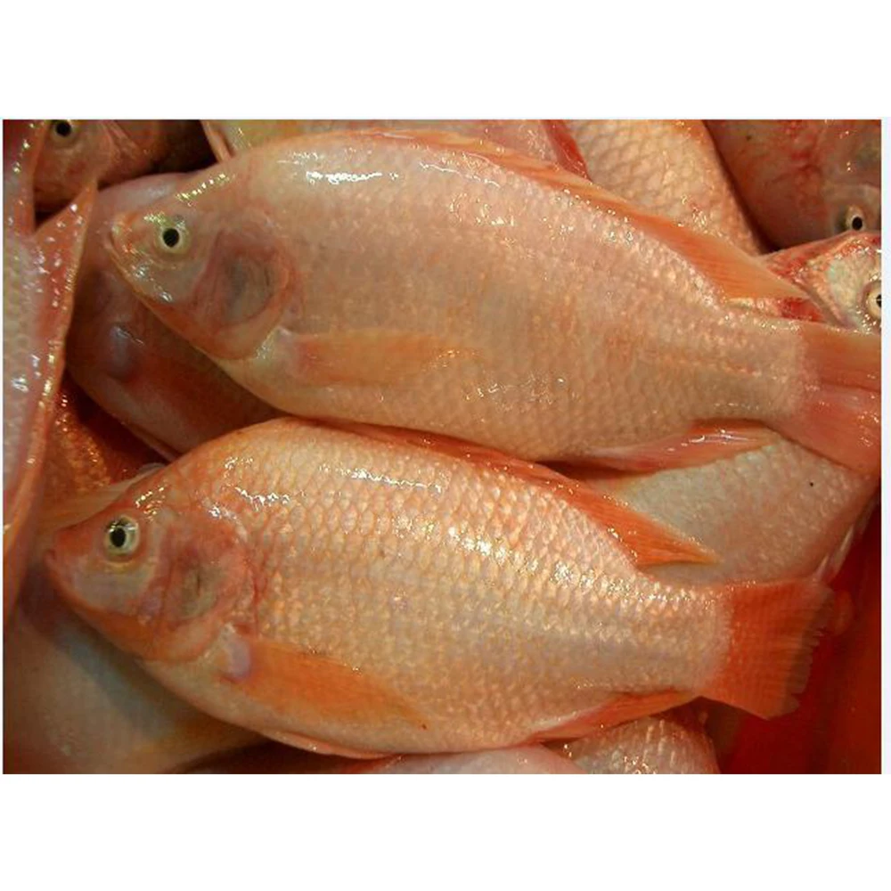 Farm Frozen Fish Tilapia For Tilapia Distributors