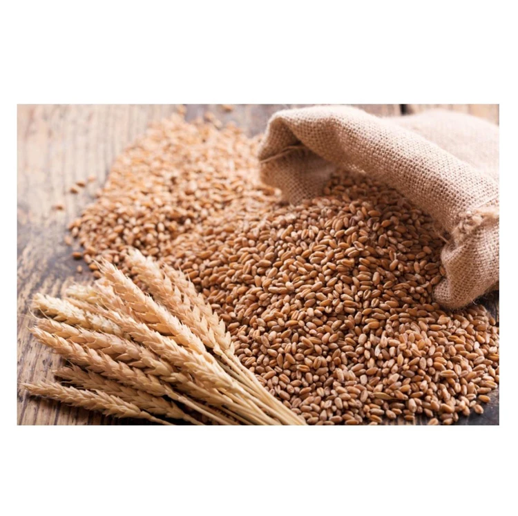 Organic Durum Wheat Grains in Bulk Best Wholesale Pricing for Food Usage