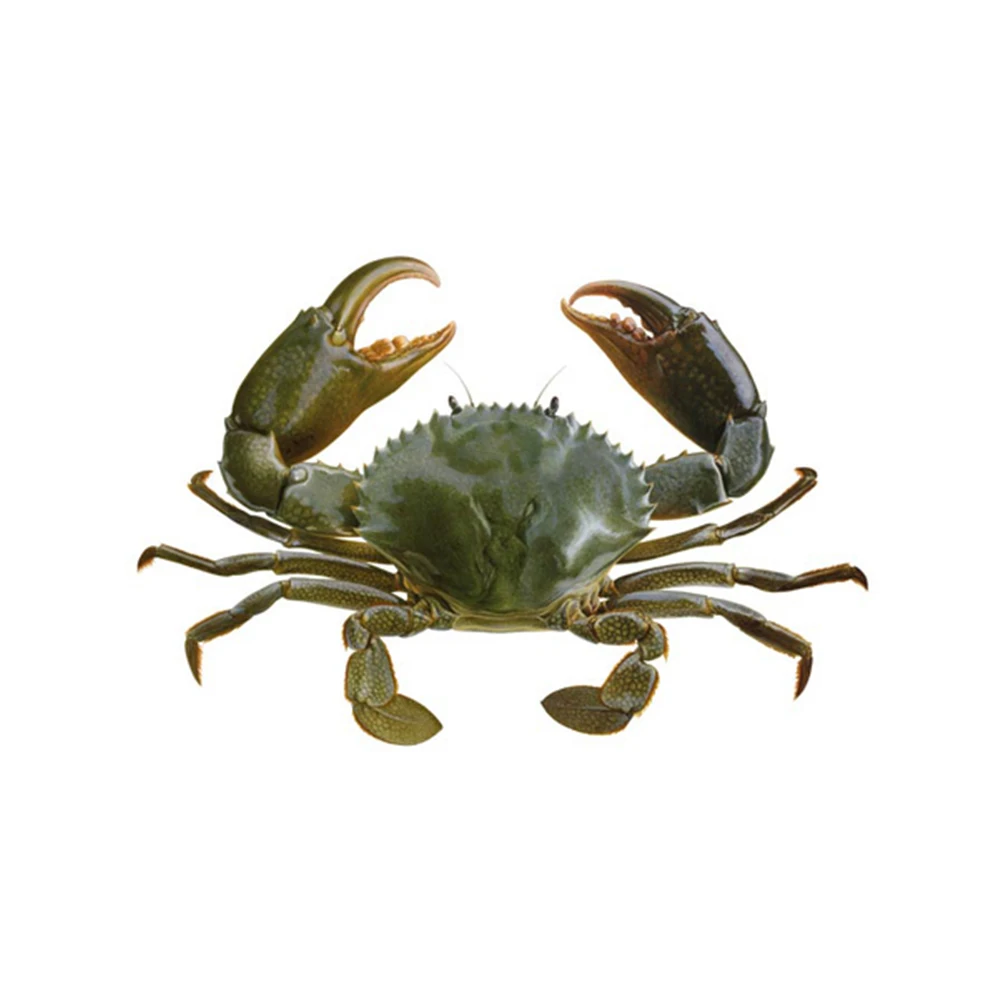 King Crab/Fresh Frozen and Mud Crabs Red King Crabs Soft Shell Crabs/Blue Crab