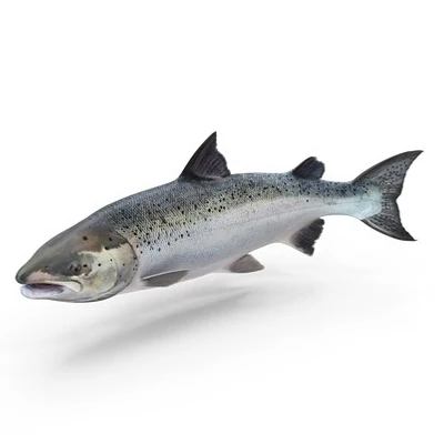 High Quality Atlantic Salmon Fish Fresh Dried Whole Fillet Salt Preserved Head Top Selling Healthy Frozen Fish Wholesale Price