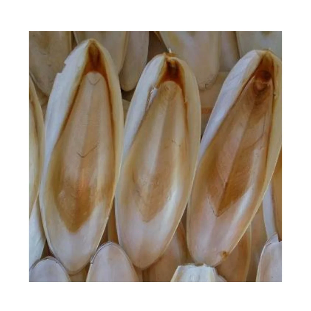 Top Reliable Supplier Provide Dried Cuttlefish Bone - High Quality White Bleached Cuttlefish Bone With Competitive Price 2024