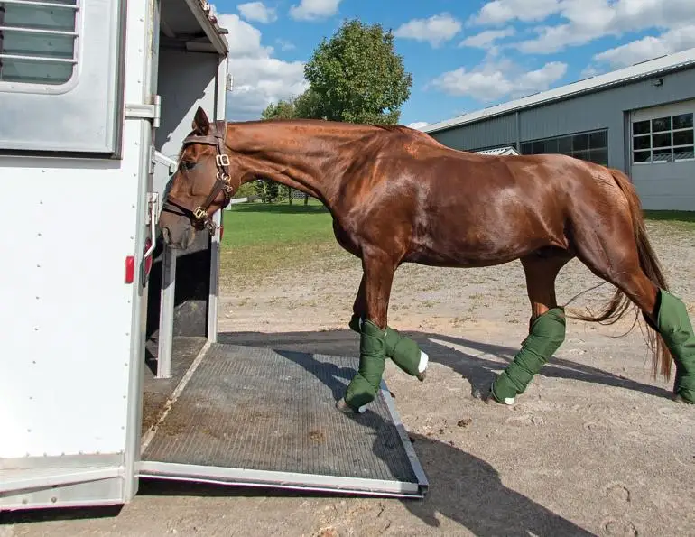 Horse Transport Trailers for Easy and Efficient Stallion and Filly Transportation