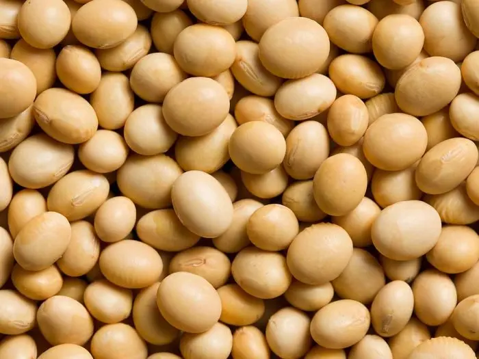 Highly nutritious Soybean seed for sale
