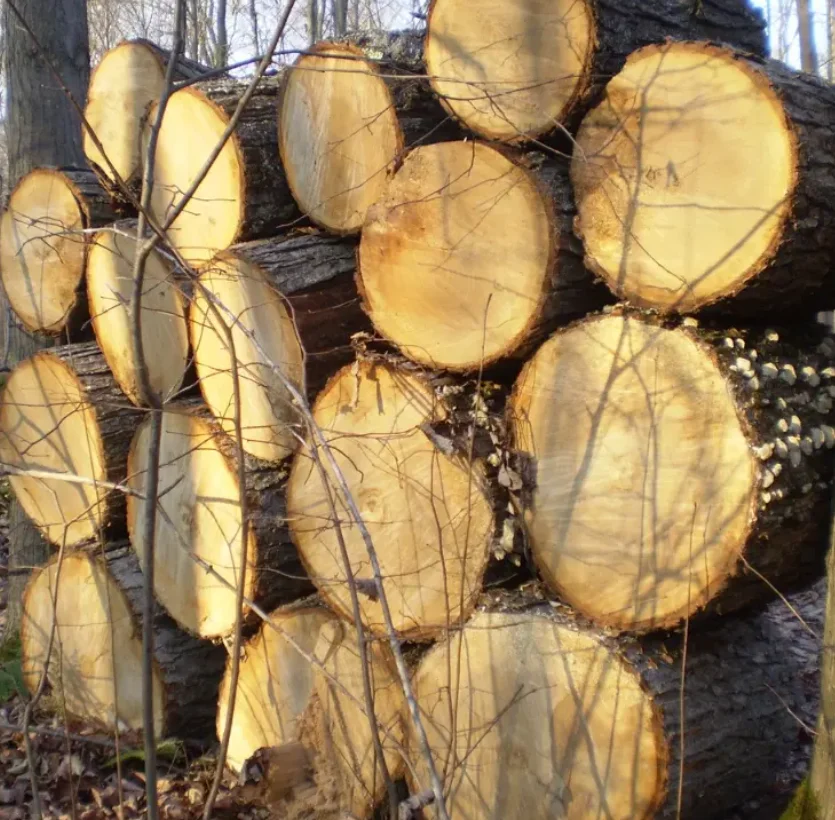 CHEAP PINE SPRUCE BIRCH OAK ASH LOGS/TIMBER and eucalyptus timber wood logs