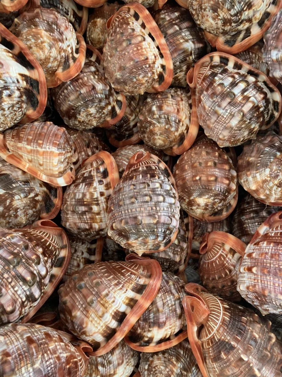 NEW DESIGN 2024 SNAIL SHELL- Factory High Quality Natural Seashell Trumpet Shells Snail Conch Shell for Decorate Art and DIY