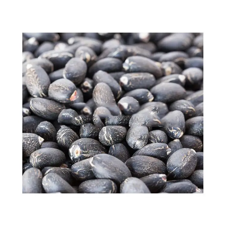 Top Grade Jatropha Seeds Wholesale Price