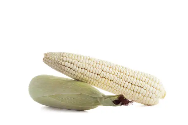 White Corn7.jpg