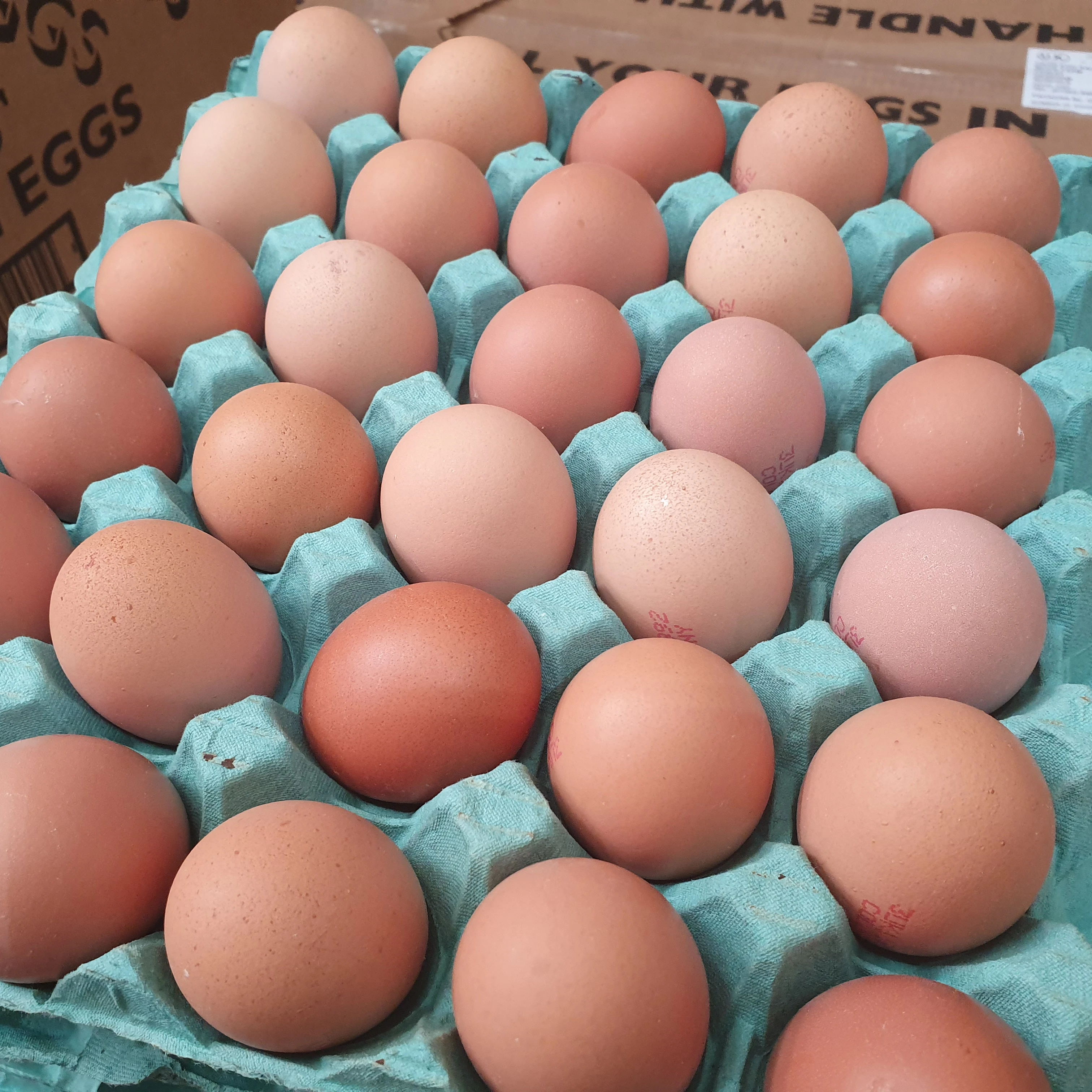 Свежие куриные яйца коричневая и белая скорлупа для продажи