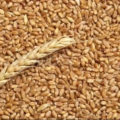 Organic First Grade Wheat Seeds in 50 Kg Bag Natural Wholegrain