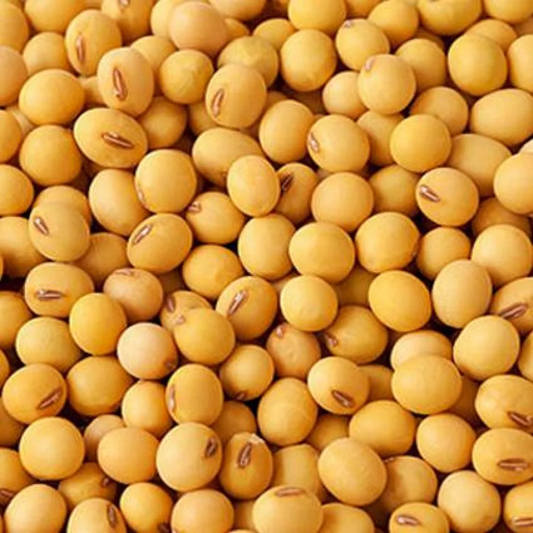100% Organic Soybeans NON-GMO Soya Beans  at Wholesale Price