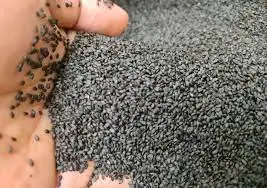 Basil Seeds