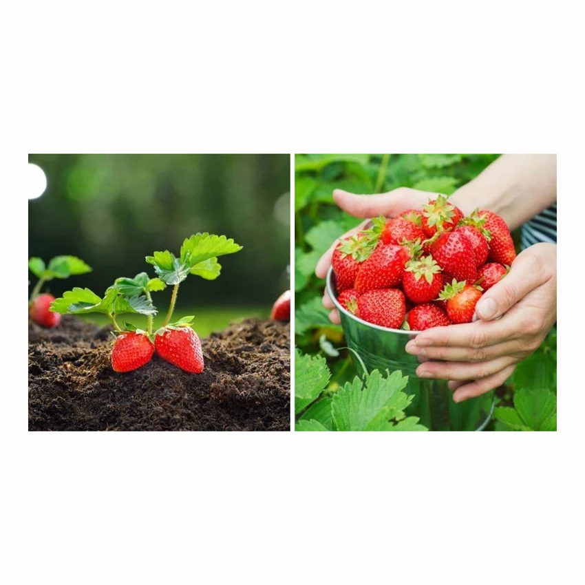 High quality IQF 10 kg frozen fruits and berries from Brazil IQF Frozen Strawberry in carton boxes for food