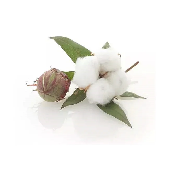 Wholesale Bulk Supply High Quality Cotton Seed for Sale