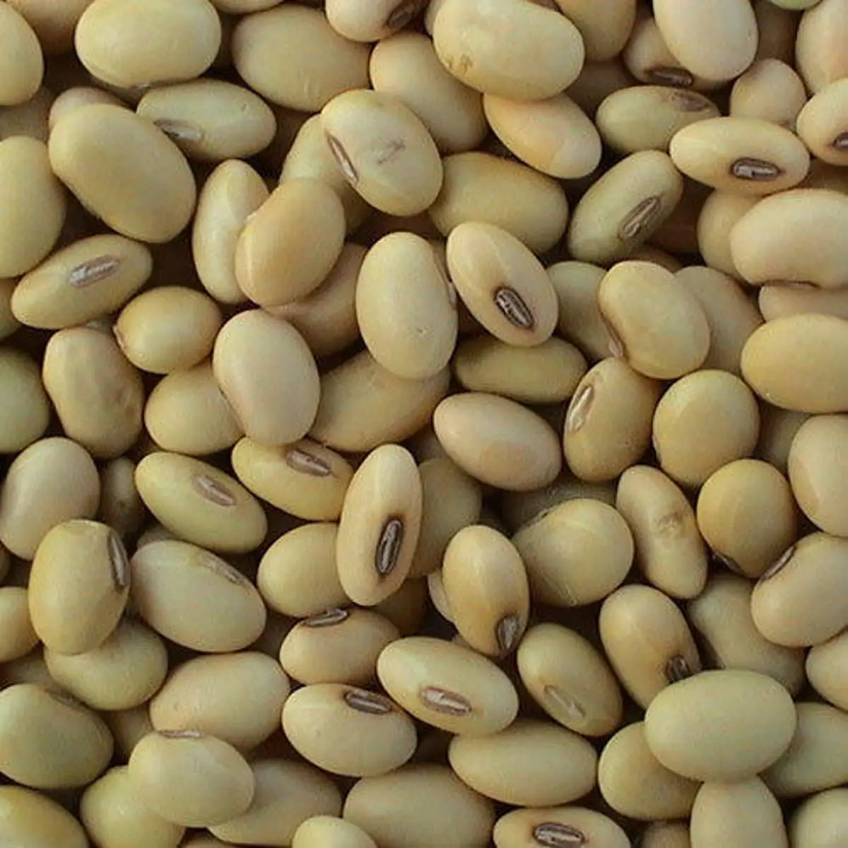 EAST AFRICAN UGANDA DRIED BULK YELLOW SOYBEANS SOYA BEANS FOR WHOLESALE COMPETITIVE PRICES