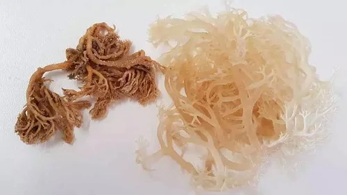 Irish Moss - seamoss raw organic - dried sea moss - Natural Wildcrafted, Pure, Non-GMO Customized Packaging