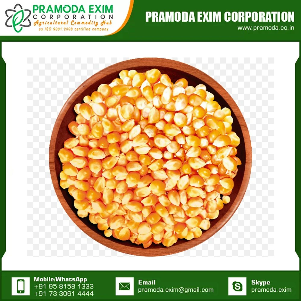 High Quality For Sale Yellow Corn Animal Feed Yellow Corn Available At Affordable Price