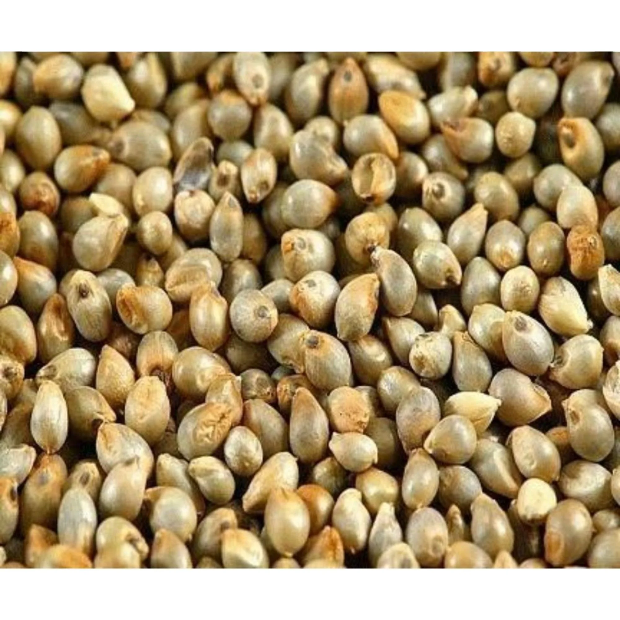 Supplier of Green millet bajra in Somalia for human  / Human  / human feed