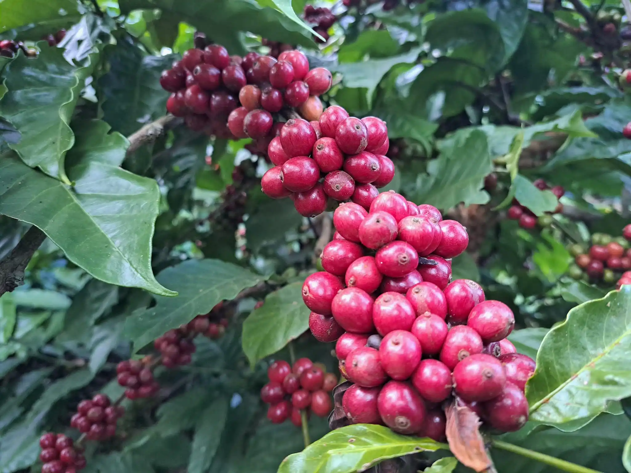 ARABICA/ ROBUSTA COFFEE HIGH STANDARD NEW CROP FOR SALE WITH BEST PRICE