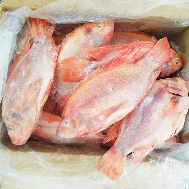 Tilapia Fish Frozen Whole Tilapia Fish Fresh Red Black Tilapia