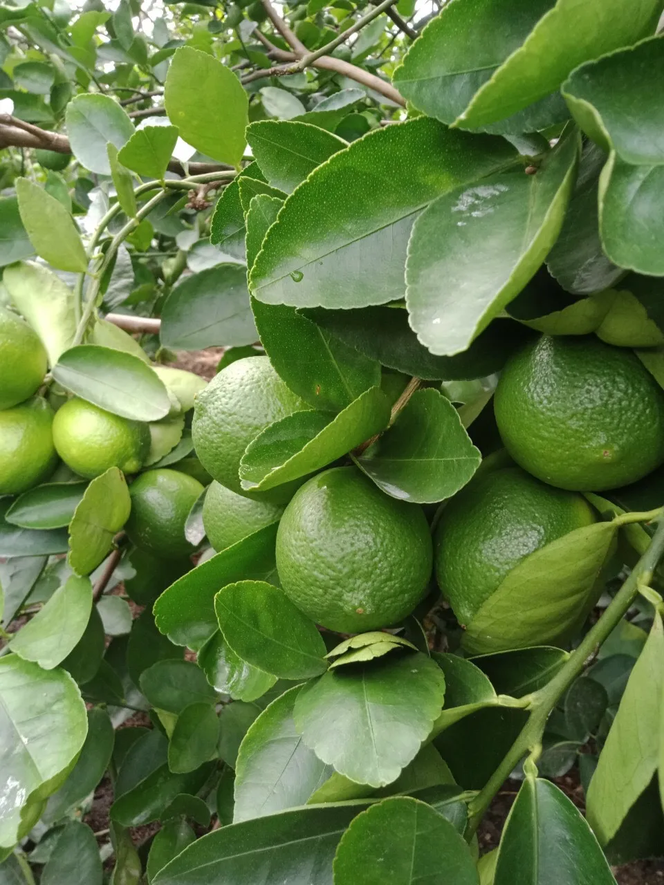 Wholesale Fresh Green Seedless Lemons 100% Natural Citrus Fruit from Vietnam Available in Hoang Kim Viet Nam
