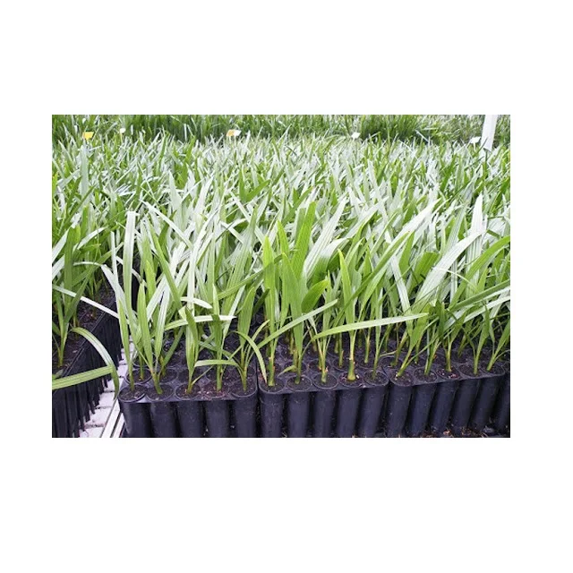 Red Barhi Dates 15 Feet Diameter Expecting Yield From 3rd Year Tissue Culture Dates From India Disease Resistance Quality