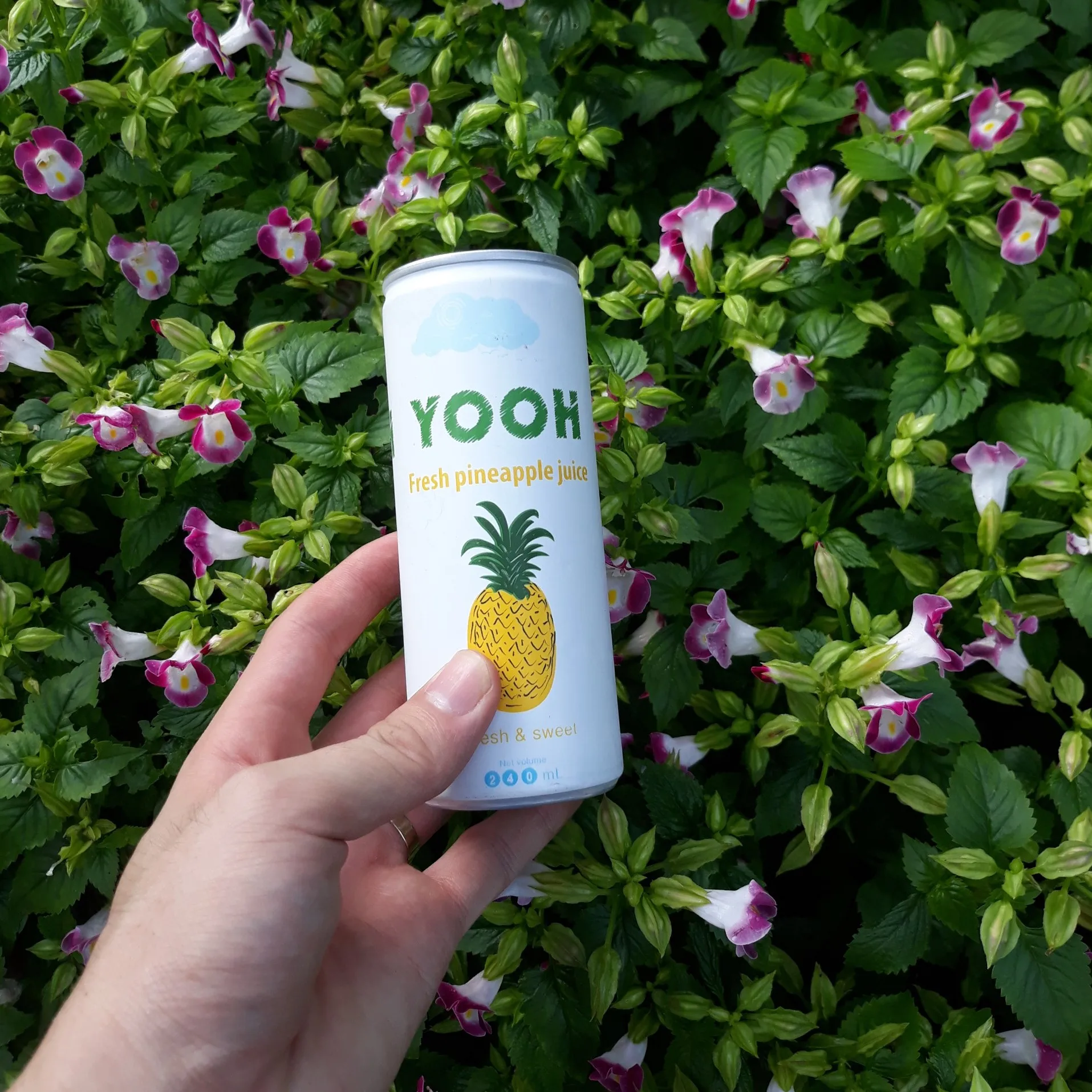 Aloe vera drink canned 330mL healthy drink for sale in bulk