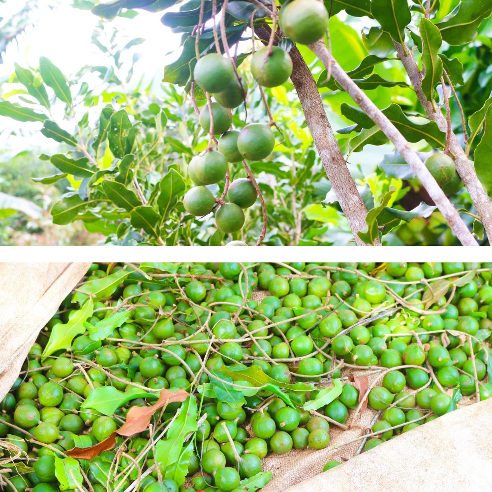 Farm Macadamia seeds Viet Nam big size 26-30mm Freeze dried Fast delivery from Factory Wholesale price 500g jar Ready to export