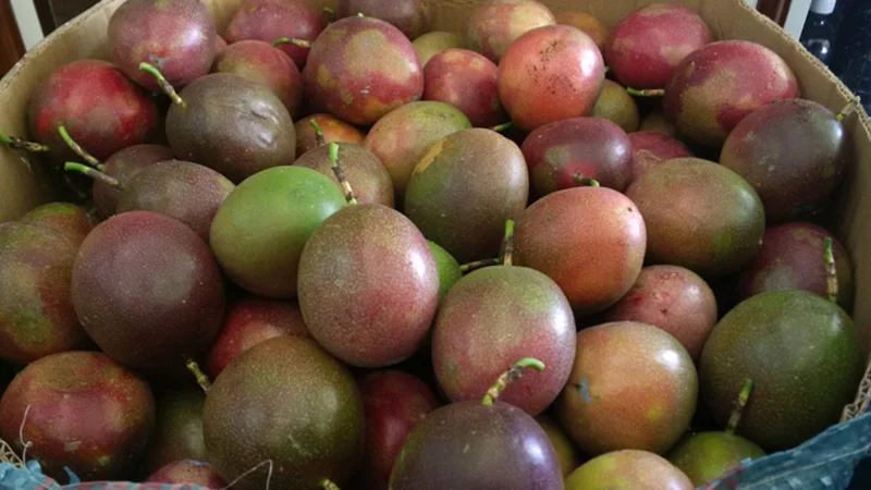 Passion fruit best seller wholesale delicious cheap price competitive price new harvest season crop fresh customized size