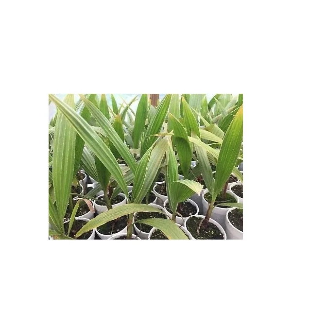 Advance Variety Seedling High Temperatures And Drought Elongated In Shape 30to90 cm Long Palm Phoenix Tissue Culture Date