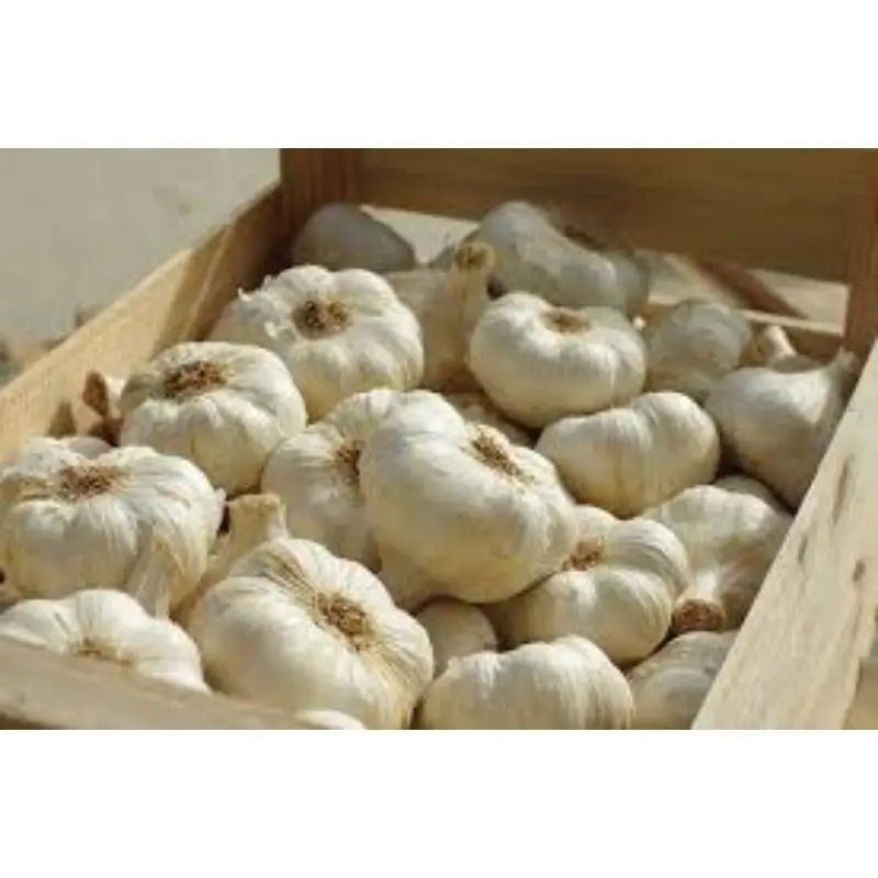 Fresh vegetable G1 Elephant Garlic
