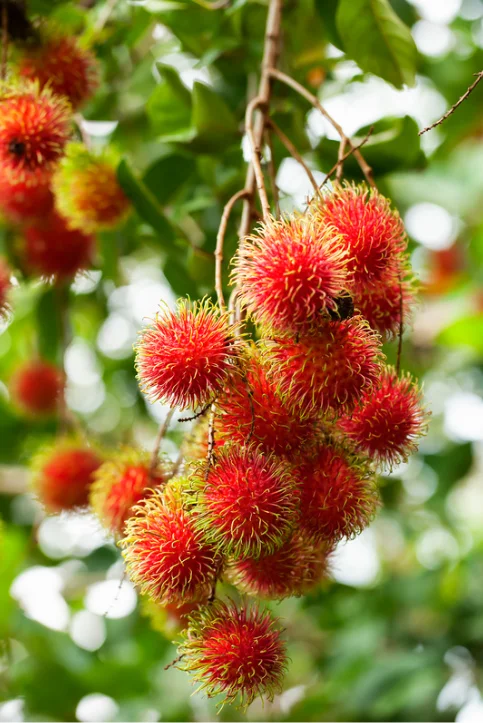 Supervisor Quality Sweet Taste Fresh Rambutan From TW6 Vietnam