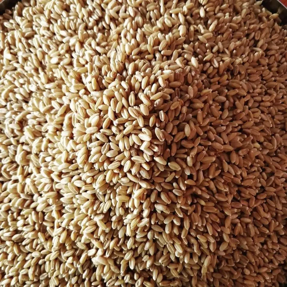 Non GMO  Barley Seed Malted Barley  Available
