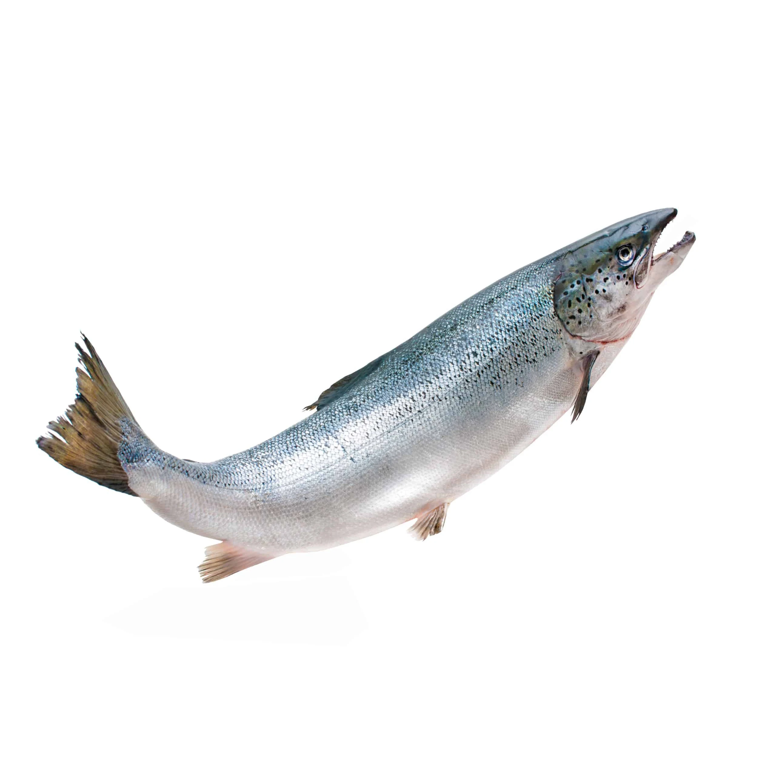Hot sale Frozen Atlantic Salmon Fish ready for sale Farm Raised Atlantic Salmon Fillet Seafood Frozen Salmon Fish From