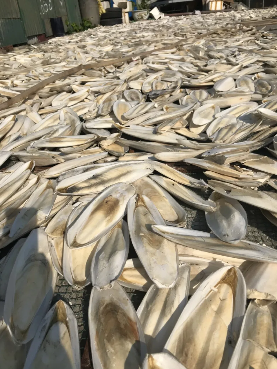 Bleached Unbleached Dried Cuttlefish Bones Natural High Quality Sun Dry Trimmed Untrimmed