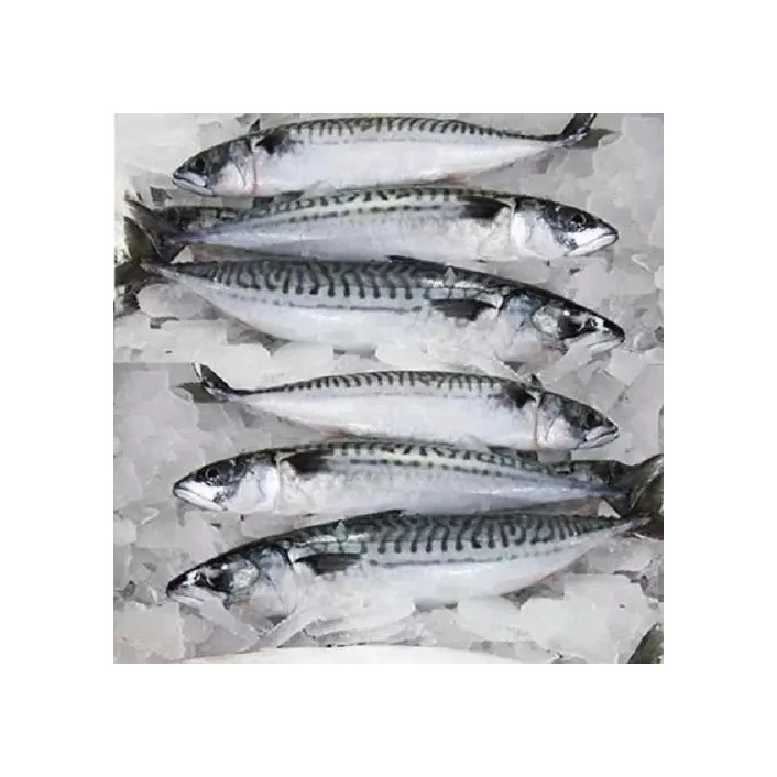 Manufacturer Supply Factory Low Price Clean Frozen Seafood Product Skipjack Tuna Fish for Sale
