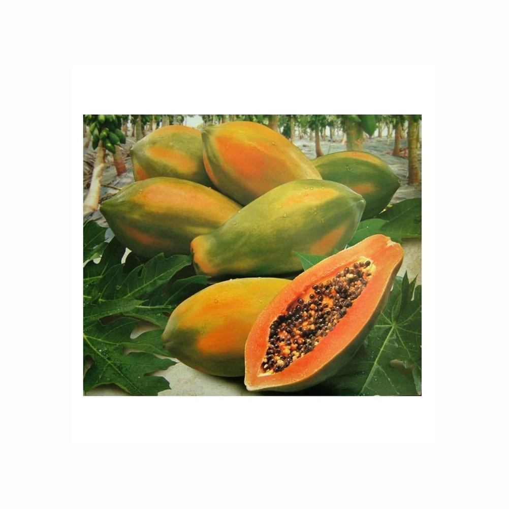 Fresh papaya is the most popular and high quality product Good Quality Sweet Flavor Wholesale Fresh Papaya for Bulk Buyers Good