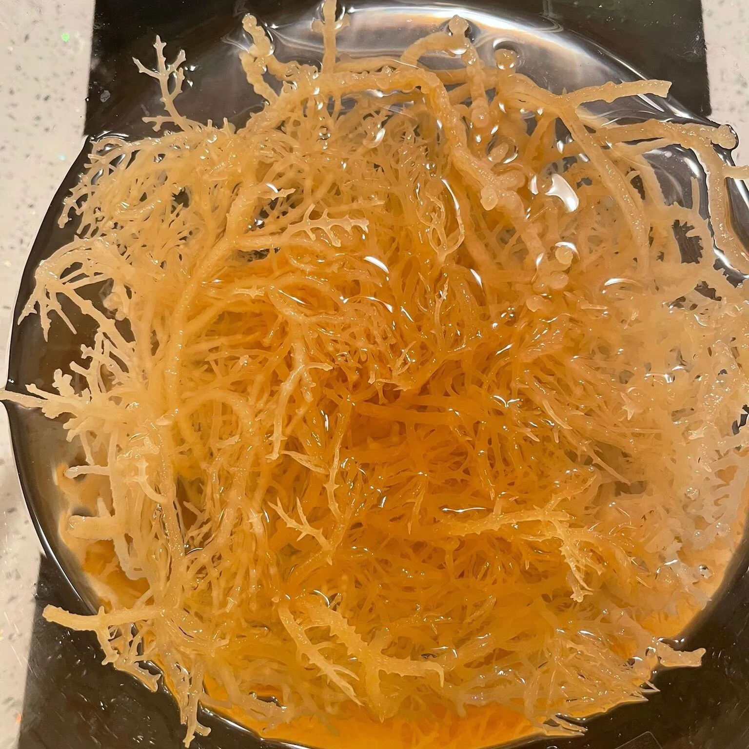 HIGH QUALITY SEA MOSS FROM VIETNAM SUPPLIER WITH THE BEST PRICE/ Wild crafted Irish Sea moss origin Ninh Thuan, Vietnam