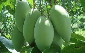 Wholesale Price Fresh Mango Fruit Good Choice Tropical Fruit From Vietnam