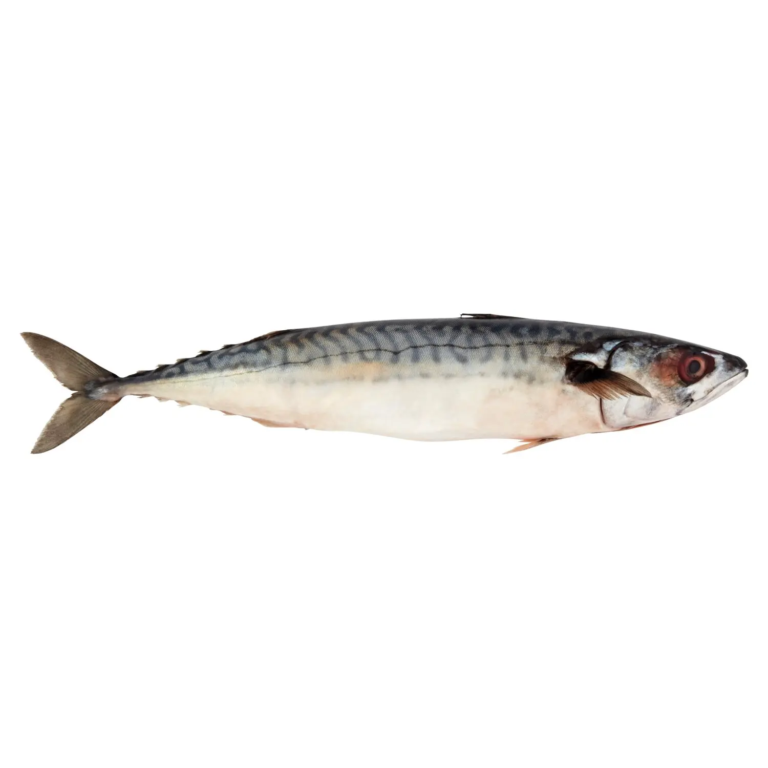Korean wholesale supplier frozen 100% mackerel Frozen Mackerel (FROZEN ATLANTIC MACKEREL-OPEN CUT) 10kg