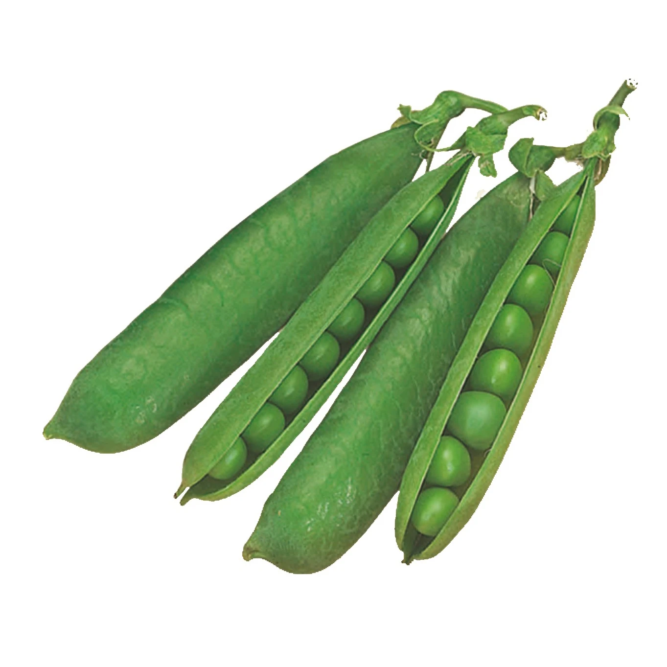 Premium Quality Food Grade Dried Green Peas in Low Price Canned Green Peas / Sweet Peas with High Quality