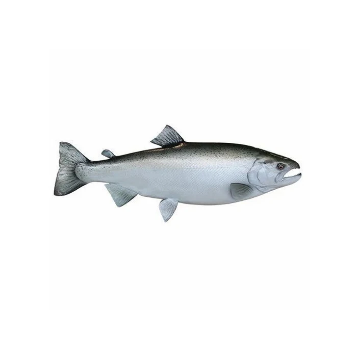 Frozen Atlantic King Salmon Fish seafood bulk food grade red Vacuum Pack 2-3 lbs/pc 10kg 7days frozen salmon fillet