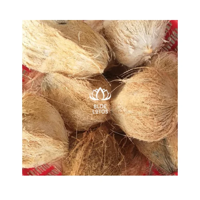 CHEAP PRICE MATURE COCONUT SEMI HUSKED COCONUT FROM BLUE LOTUS FARM VIETNAM 2023