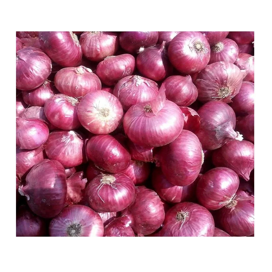Wholesale Price 100% Natural Red Onion Quality Assured Fresh Onion / Indian Grade Onion Buy From Indian Manufacturer