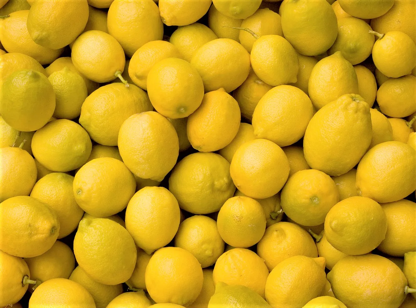 Fresh Green and Yellow Lemon Export Quality Organic Fresh Citrus Fruits at wholesale Price with Packaging